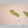Leaf 04er 01.jpg